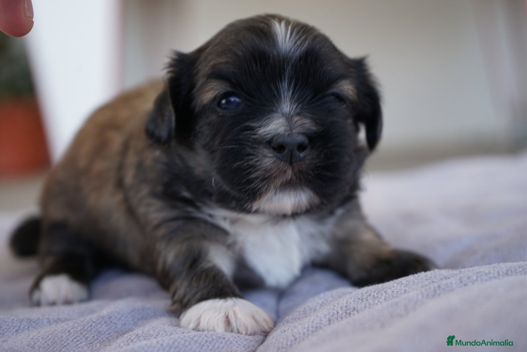 Maltipoo perros en venta: 🐾 Lotus, Maxi y Bom – Maltipoos únicos 🐾 - Imagen 1