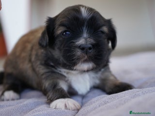 Maltipoo perros - Anuncio 5