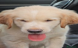 Golden Retriever perros en venta: Golden retriever - Imagen 1