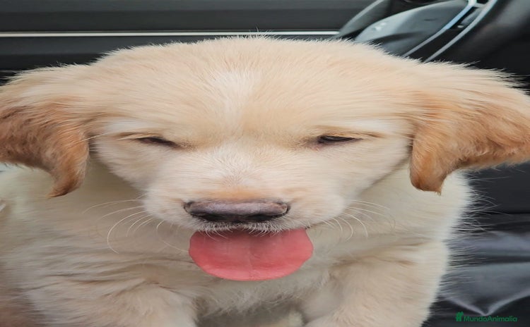 Golden Retriever perros - Anuncio 1