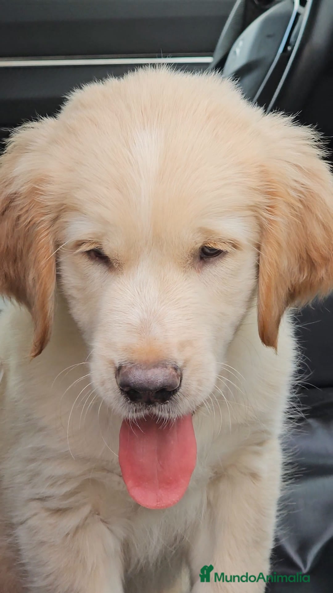 Golden Retriever perros en venta: Golden retriever - Imagen 1