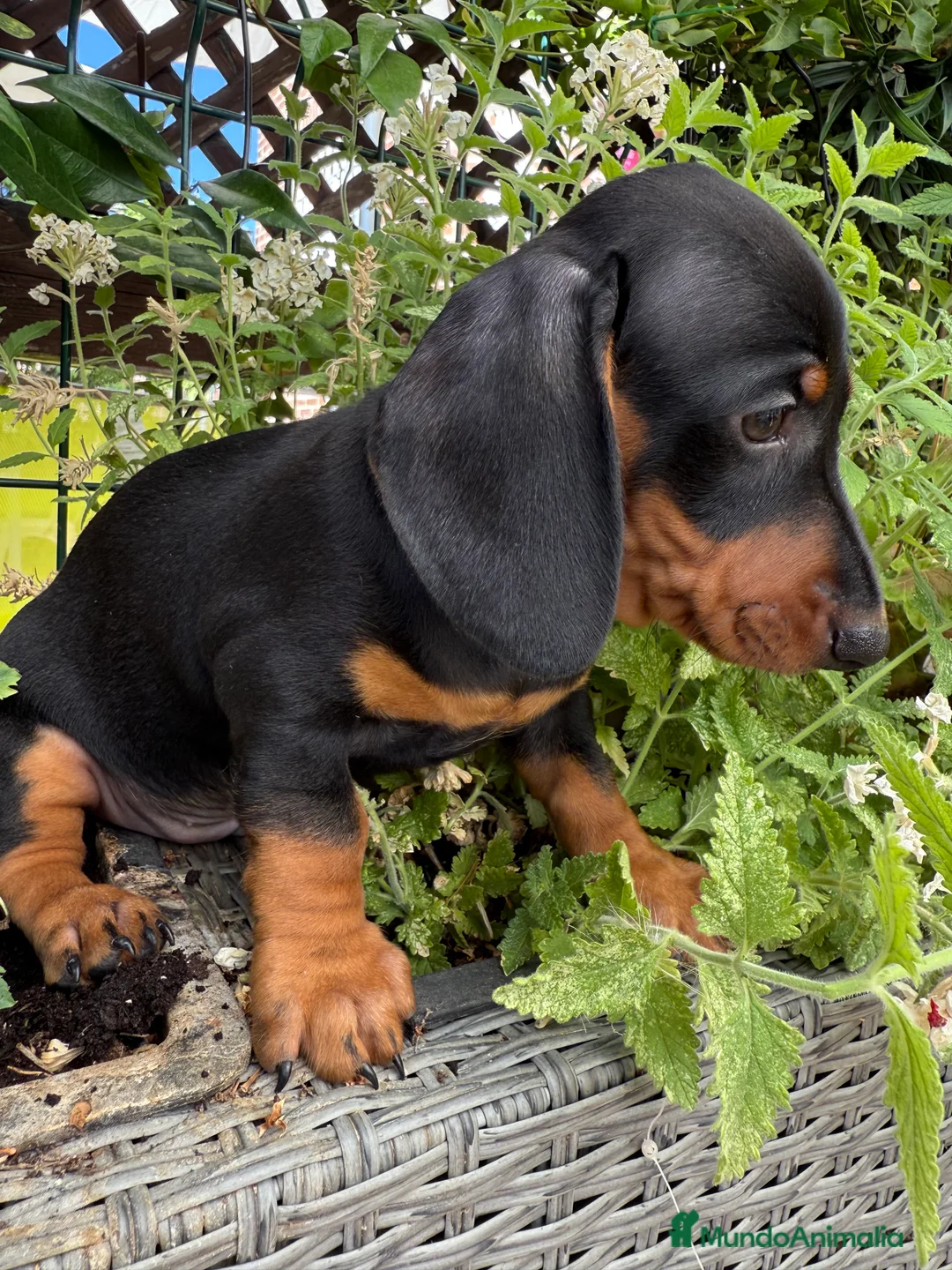 Teckel Miniatura perros en venta: Teckel miniaturas espectaculares  en Toledo - Anuncio 2