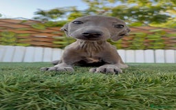 Pequeño Lebrel Italiano perros en venta: PICCOLO BLUE - Imagen 6