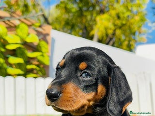 Teckel Miniatura perros TECKEL MINIATURA - Anuncio 2