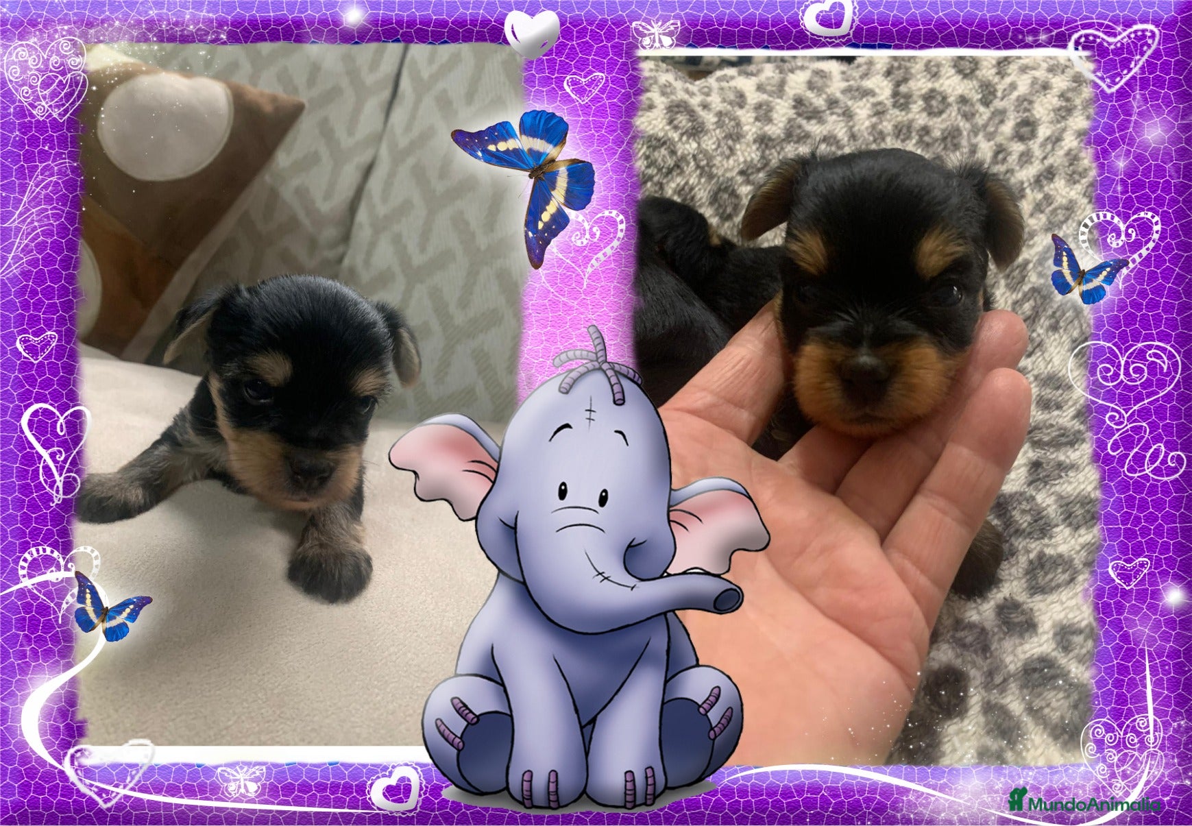 Yorkshire Terrier perros Camada familiar de yorkshire - Anuncio 6