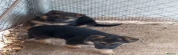 Pastor Alemán perros en venta: CAMADA PASTOR ALEMÁN  en Alicante - Anuncio 4