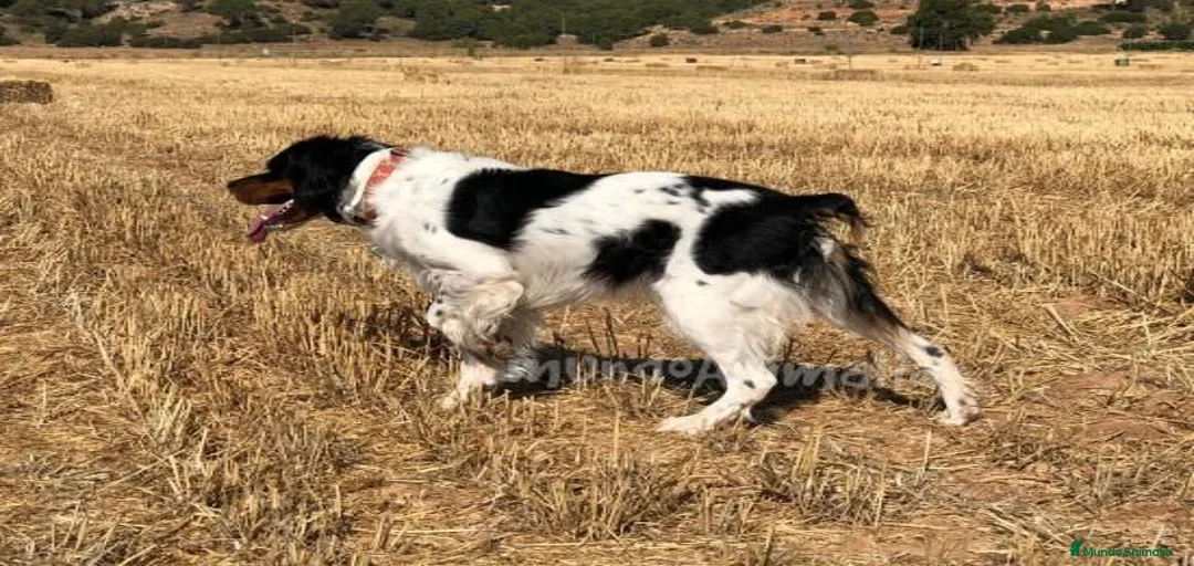 Imagen de galería {{count}}