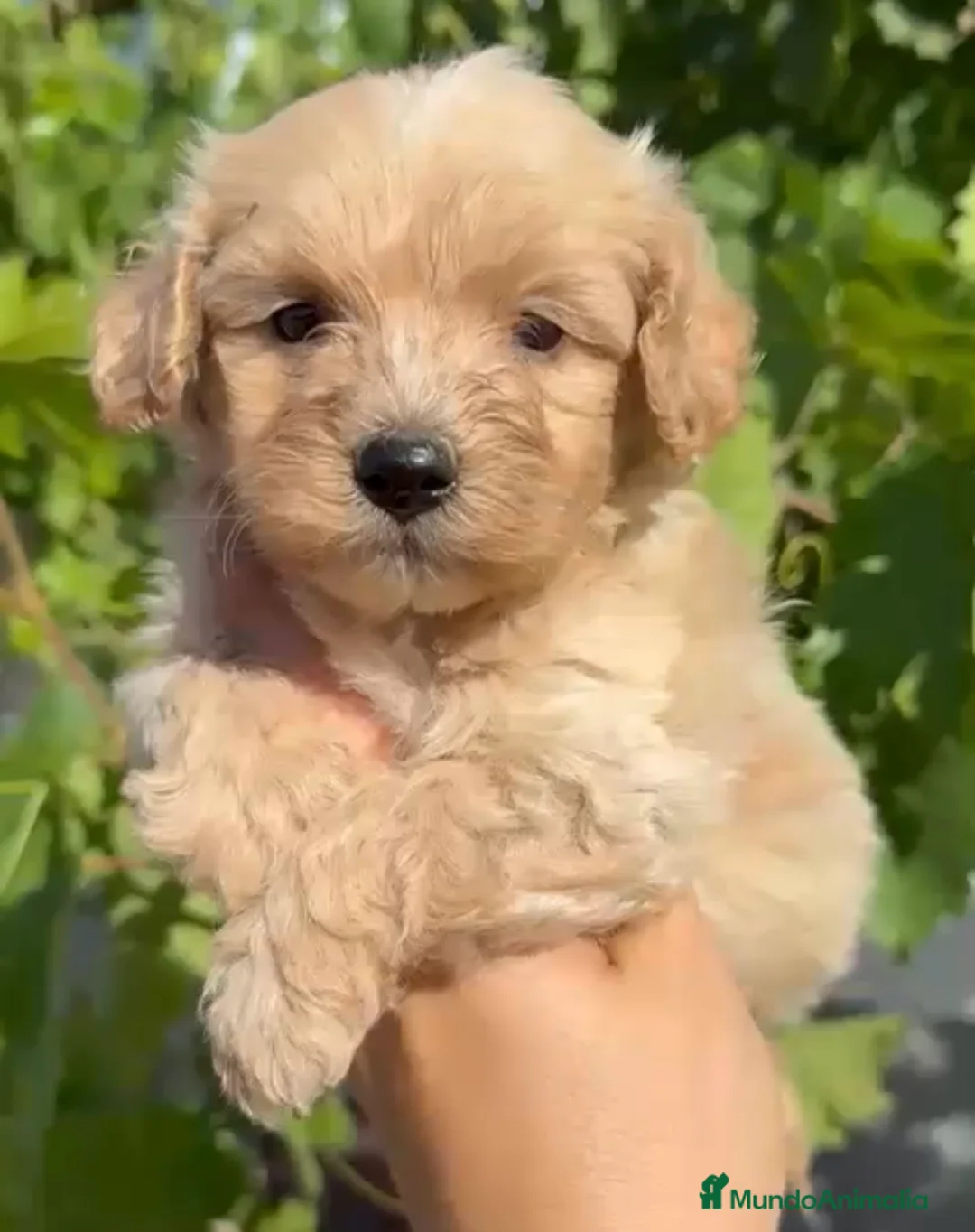 Maltipoo perros en venta: Maltipoo disponibles 🐶🐾 en Cádiz - Anuncio 4