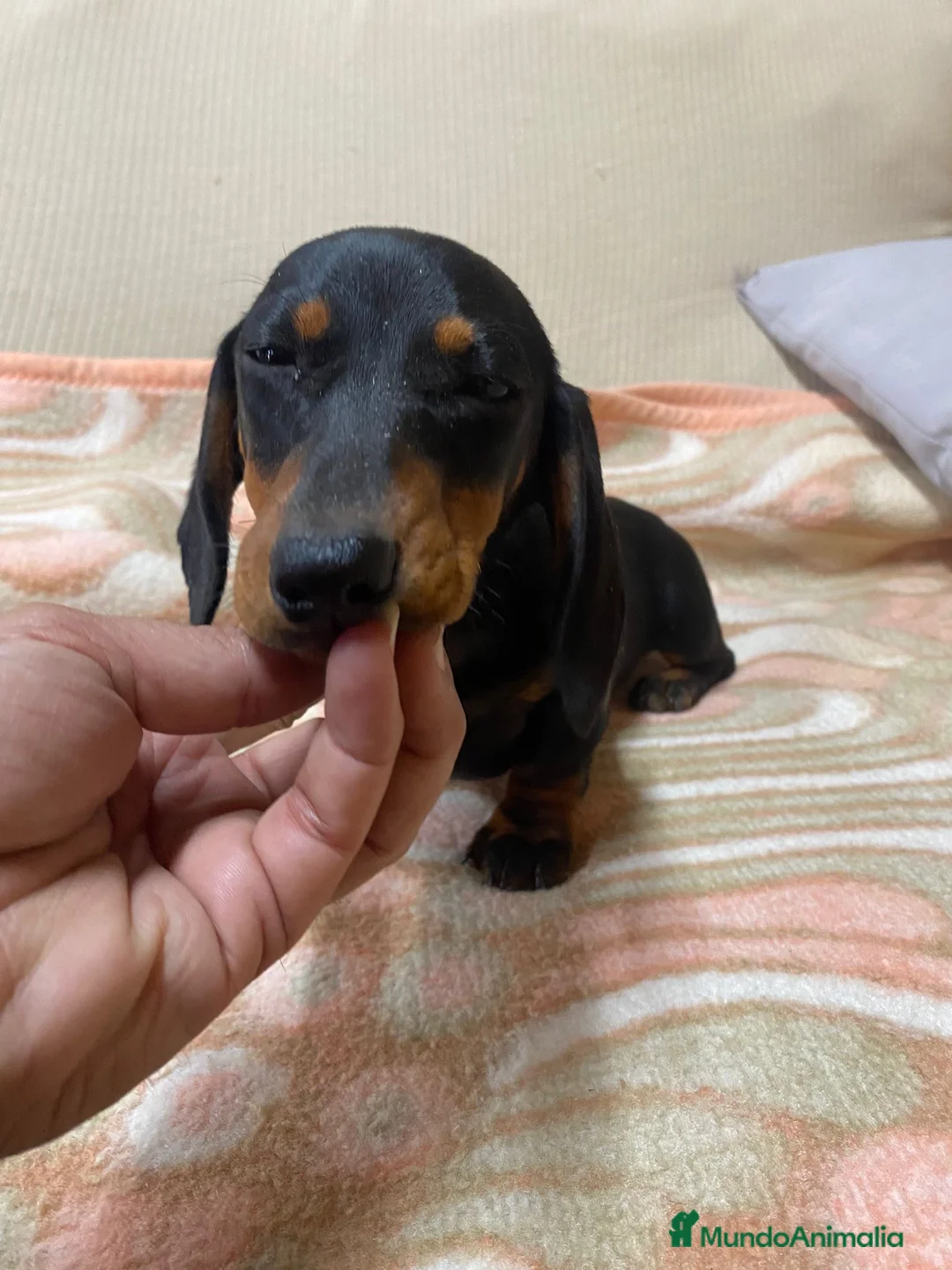 Teckel perros en venta: CACHORRITA DE TECKEL KANINCHEN  - Anuncio 1