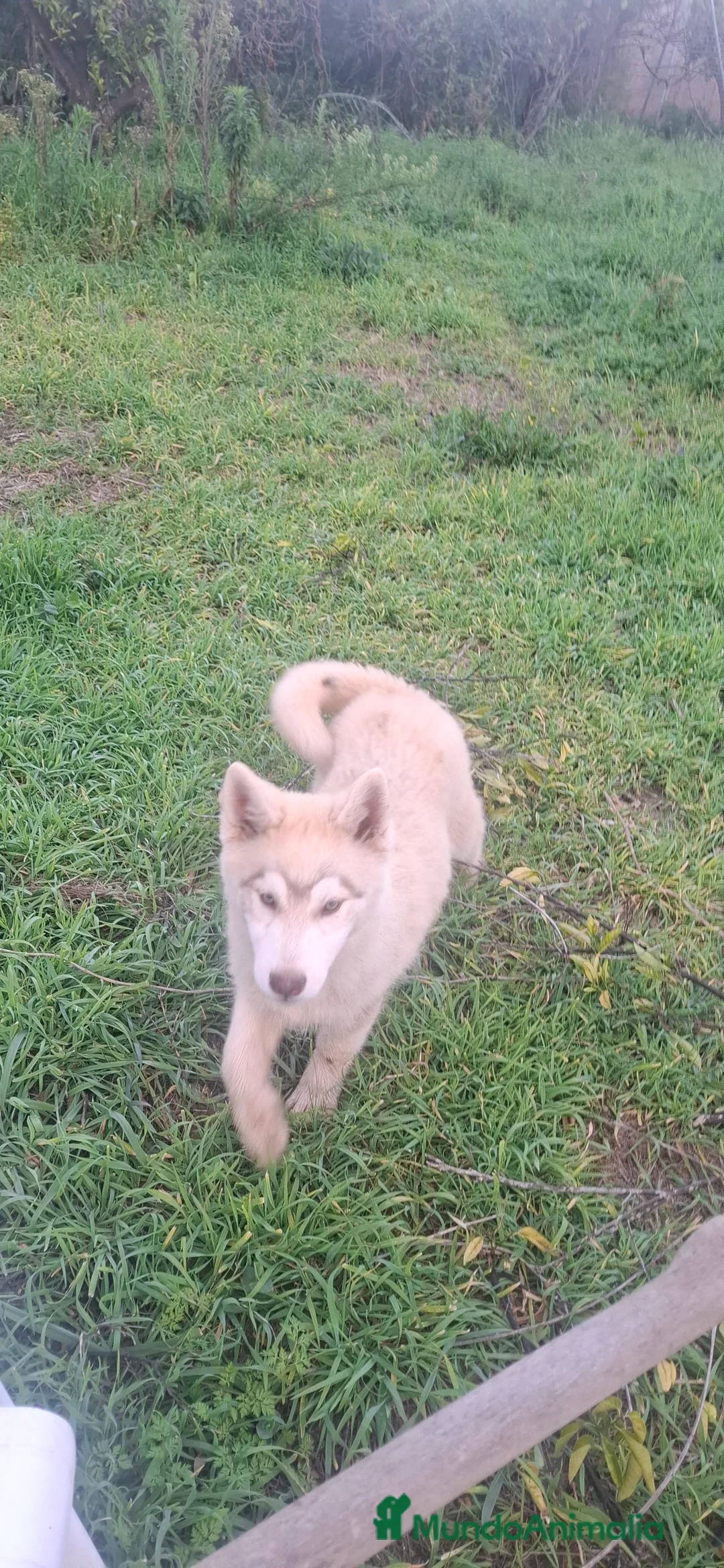 Husky Siberiano perros en venta: Cachorro husky - Anuncio 2