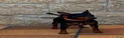 Pinscher Miniatura perros en venta: Pincher Miniatura  - Anuncio 2