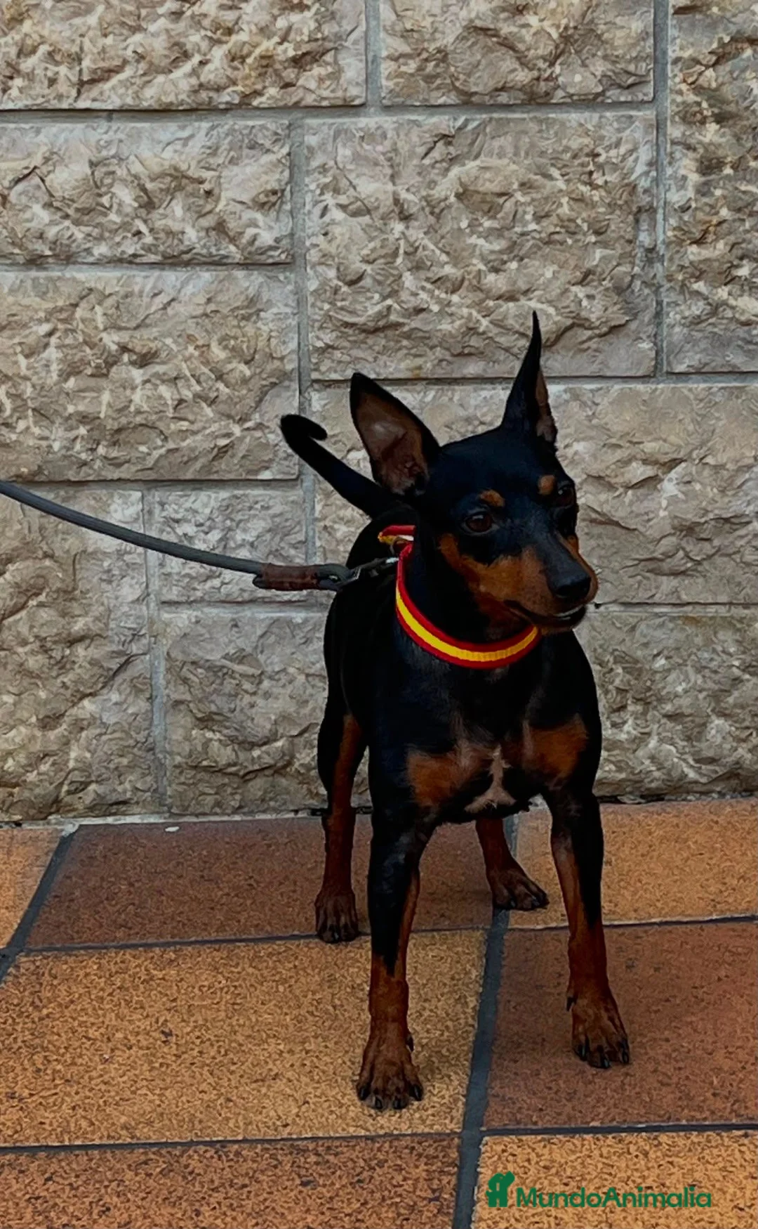 Pinscher Miniatura perros en venta: Pincher Miniatura  - Anuncio 2