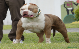 American Bully perros para monta: ABIERTO A MONTAS MACHO DE AMERICAN BULLY XL en Cantabria - Anuncio 1