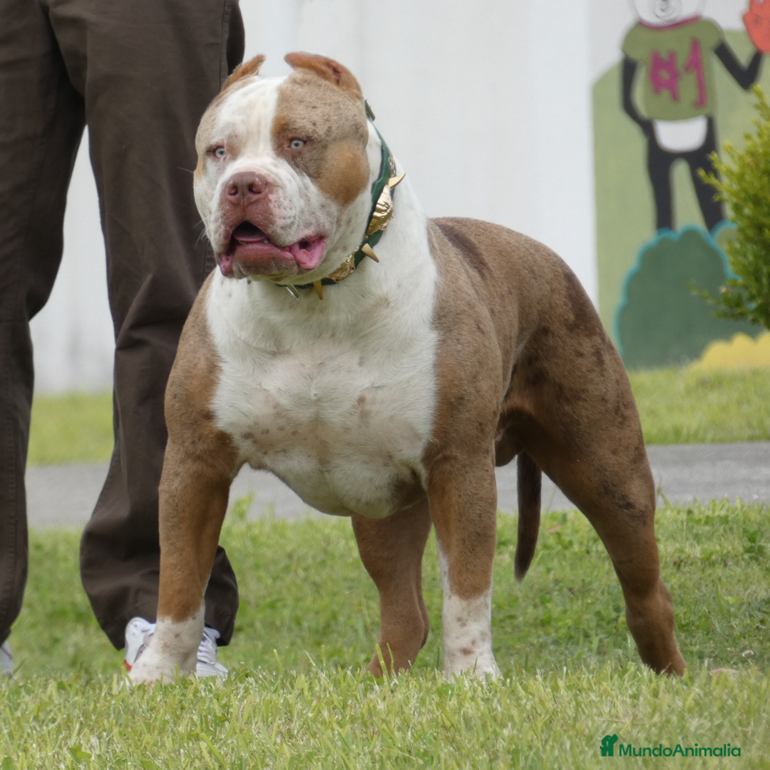American Bully perros para monta: ABIERTO A MONTAS MACHO DE AMERICAN BULLY XL en Cantabria - Anuncio 1