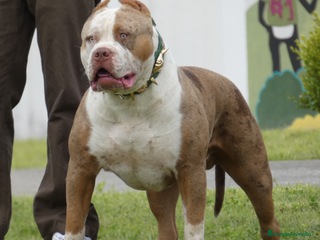 American Bully perros ABIERTO A MONTAS MACHO DE AMERICAN BULLY XL en Cantabria - Anuncio 1