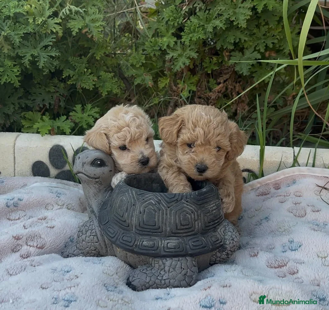Maltipoo perros en venta: Maltipoo macho  - Anuncio 2
