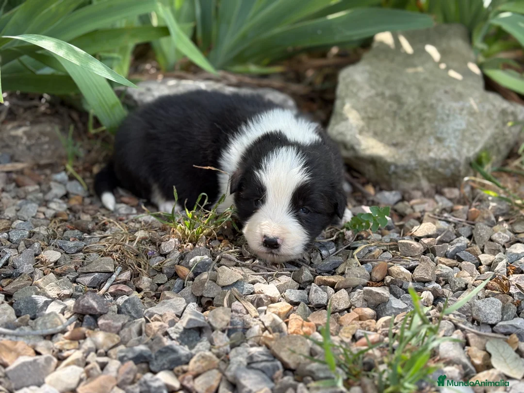 Border Collie perros en venta: 🐾 Border Collie tranquilos y equilibrados 🐾 - Anuncio 1