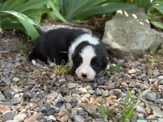 Border Collie perros 🐾 Border Collie tranquilos y equilibrados 🐾 - Anuncio 29
