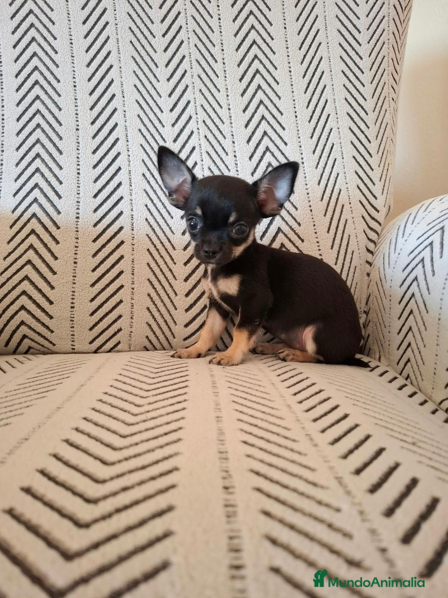 Chihuahua perros Chihuahua Toy  - Anuncio 1