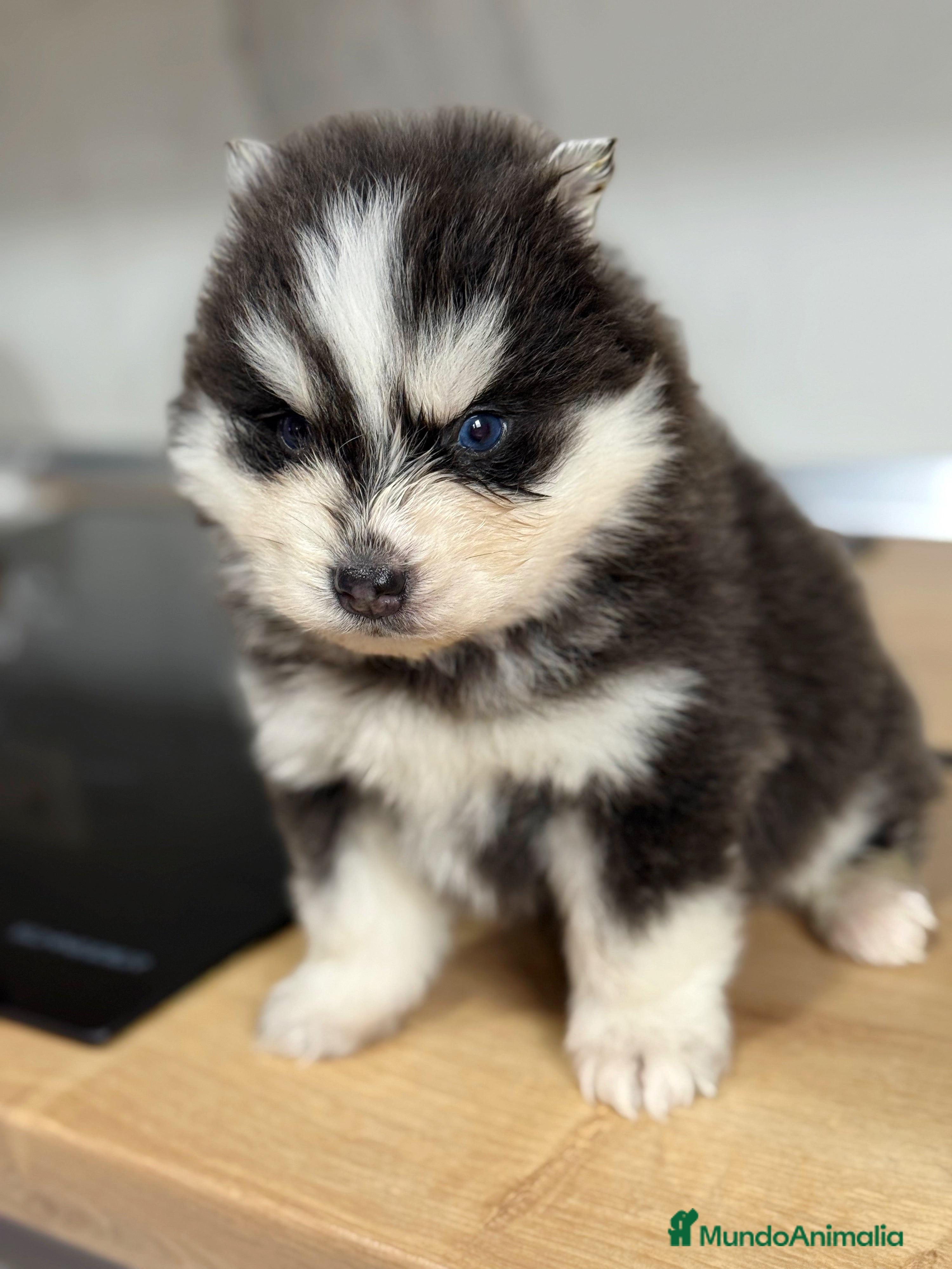 Pomsky perros Pomsky  - Anuncio 30