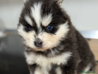 Pomsky perros Pomsky - Anuncio 30