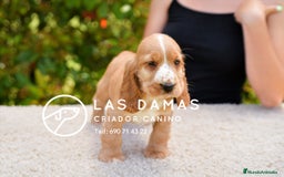 Cocker Spaniel Inglés perros en venta: Cachorros de cocker spaniel inglés disponibles.  - Imagen 1