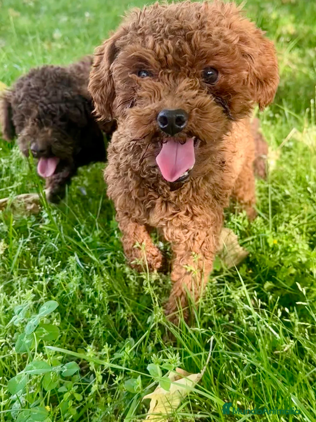 Caniche Enano perros en venta: Increíble camada de Caniche - Anuncio 1