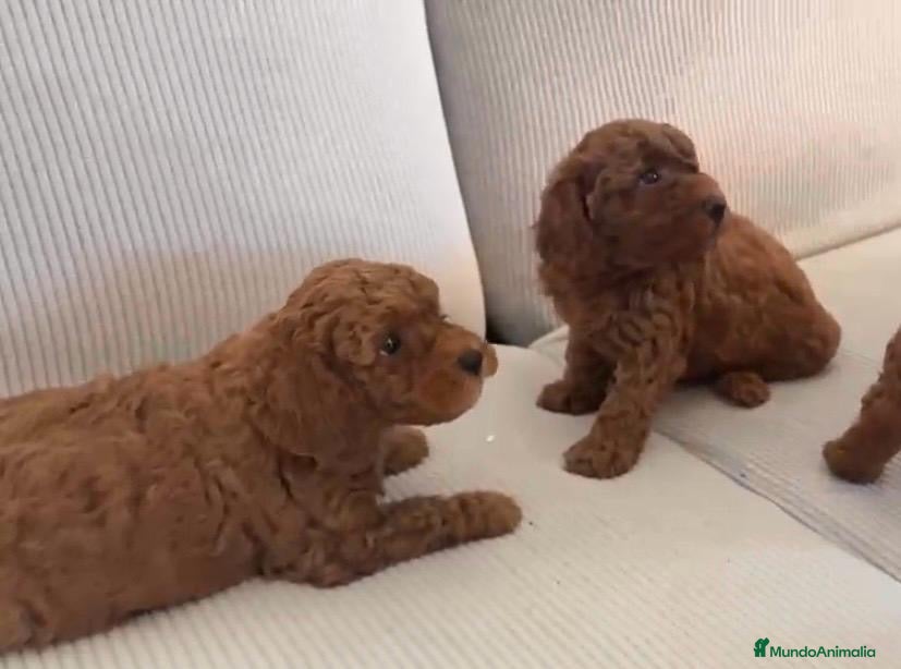 Caniche Toy perros Caniche toy listos para entregar  - Anuncio 4