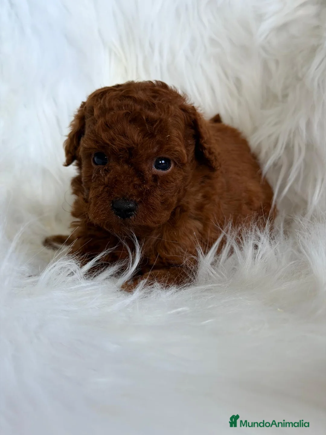 Caniche Toy perros en venta: CANICHE ROJO MACHO Y HEMBRA PADRES TOY - Anuncio 3