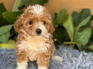 Maltipoo perros - Anuncio 18