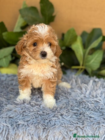 Maltipoo perros - Anuncio 10