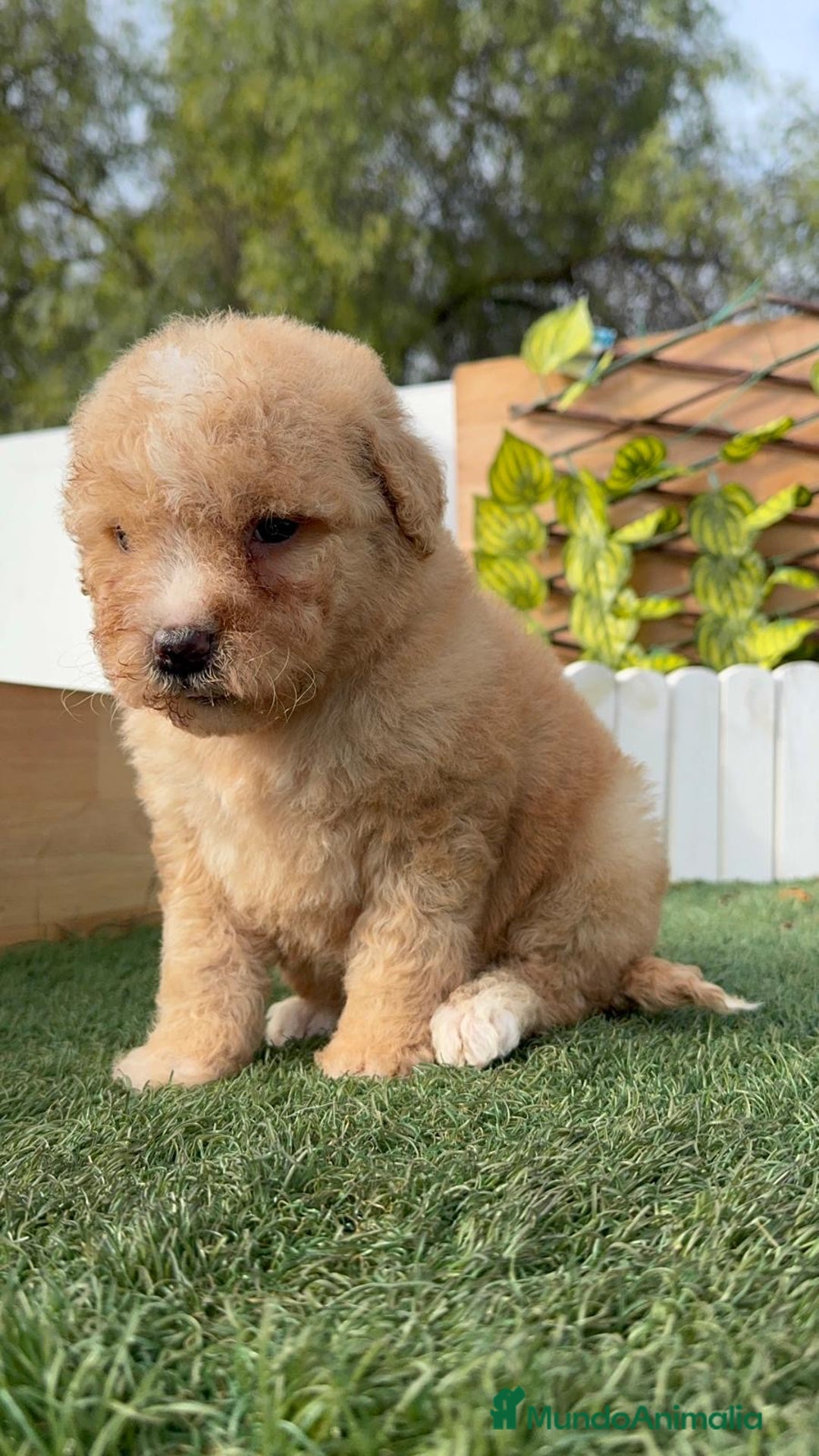 Perro de Agua Español perros en venta: PERRO DE AGUA ESPAÑOL - Anuncio 4