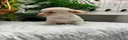 Chihuahua perros en venta: CHIHUAHUA - Anuncio 7
