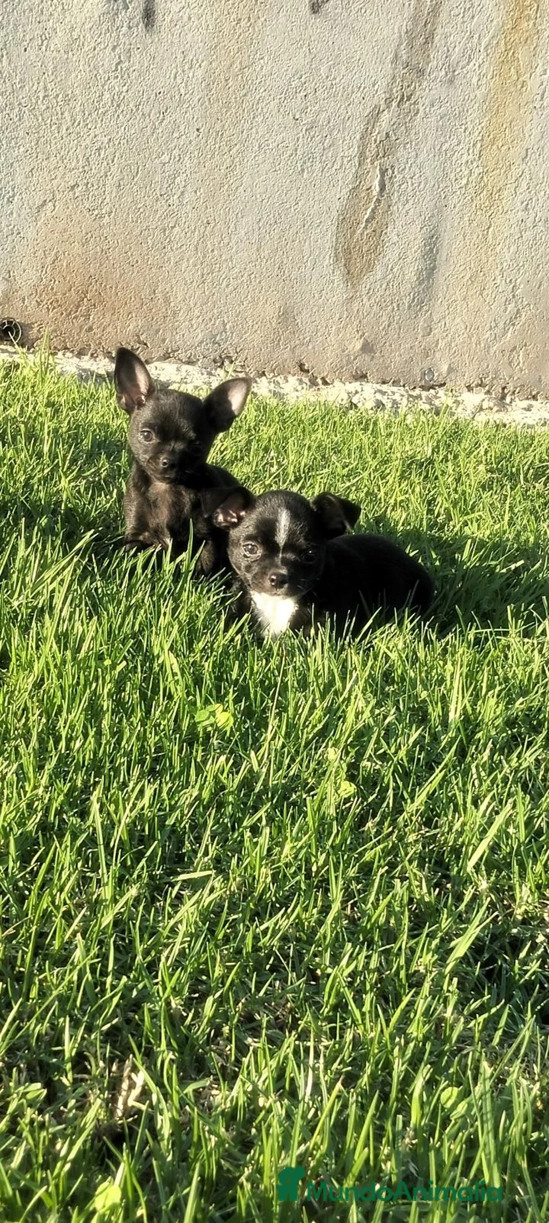 Chihuahua perros en venta: Chihuahua Macho - Anuncio 4