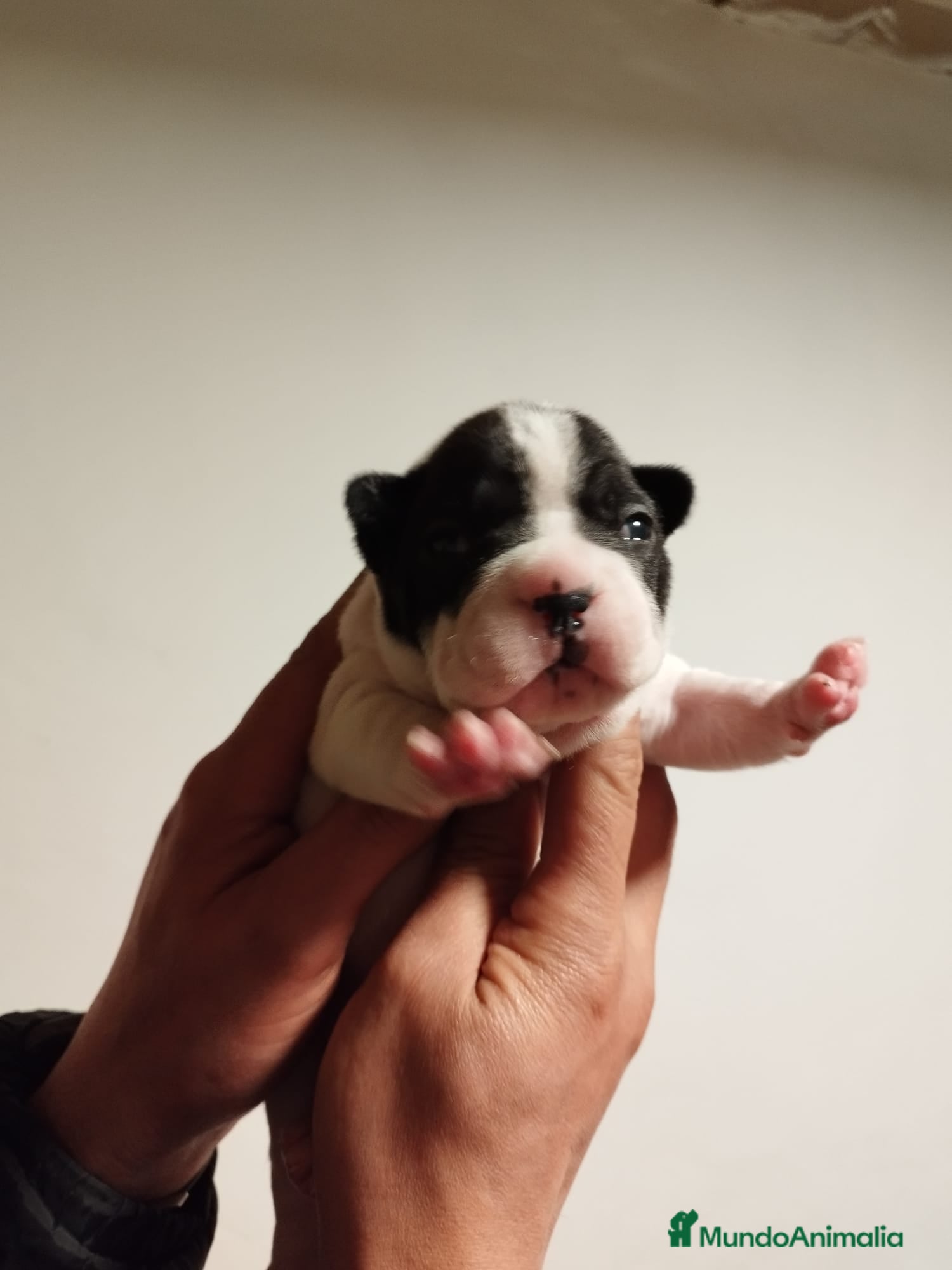 Bulldog Francés perros Bulldog Francés vaquitas  - Anuncio 2