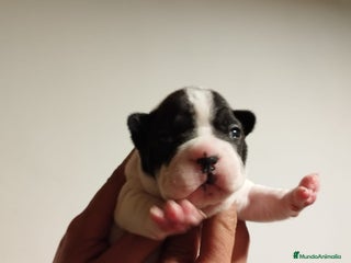 Bulldog Francés perros Bulldog Francés vaquitas - Anuncio 2