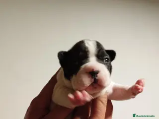 Bulldog Francés perros Bulldog Francés vaquitas - Anuncio 4
