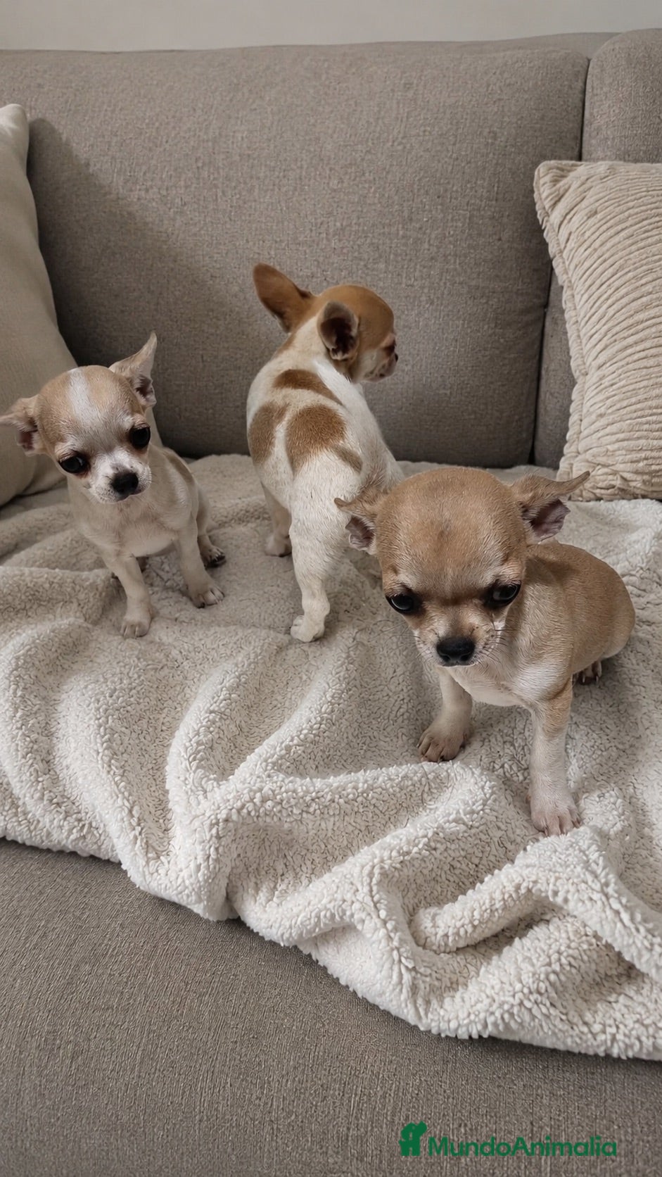 Chihuahua perros Cachorritos chihuahua toy - Anuncio 3