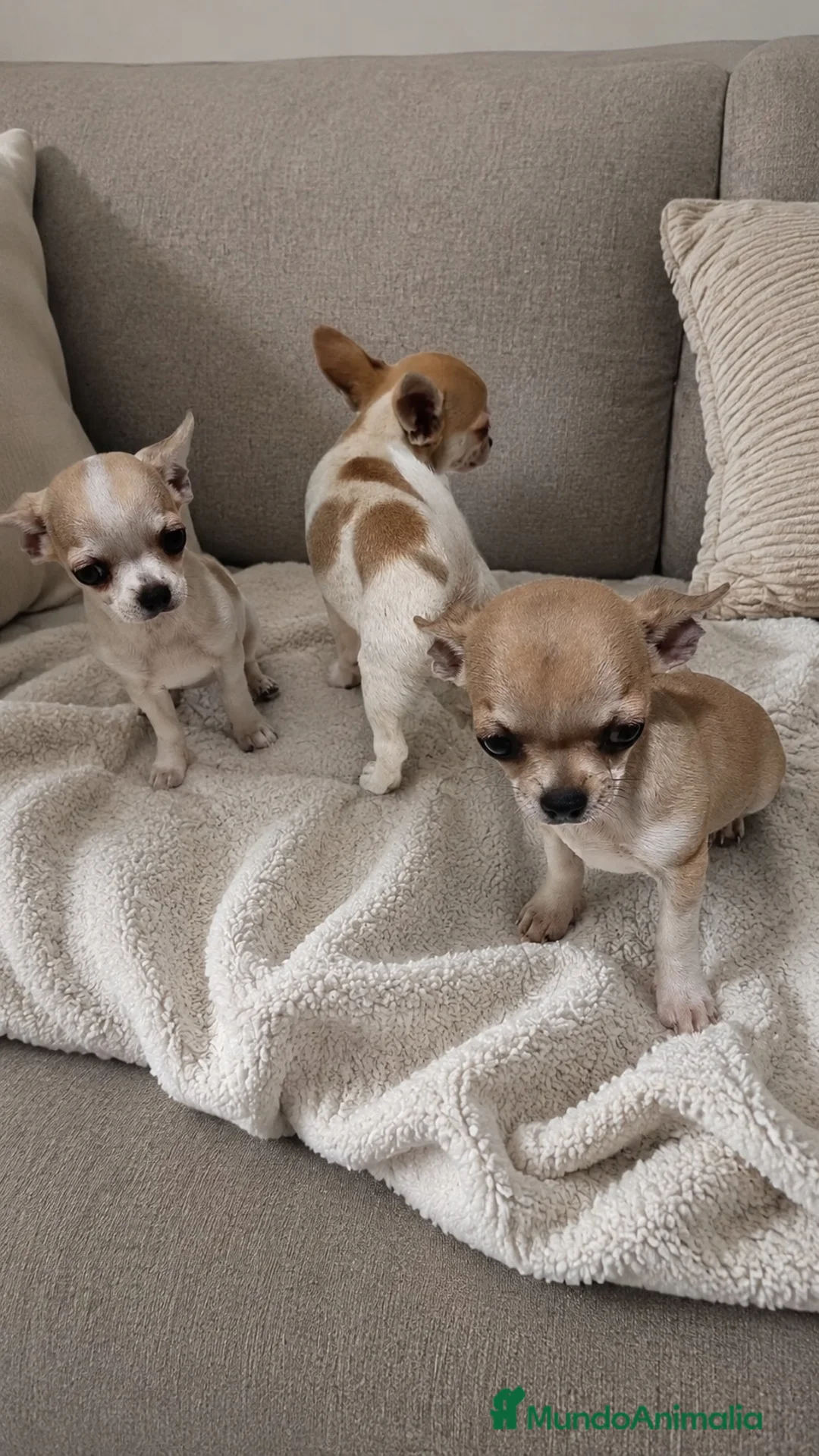 Chihuahua perros en venta: Cachorritos chihuahua toy - Anuncio 1