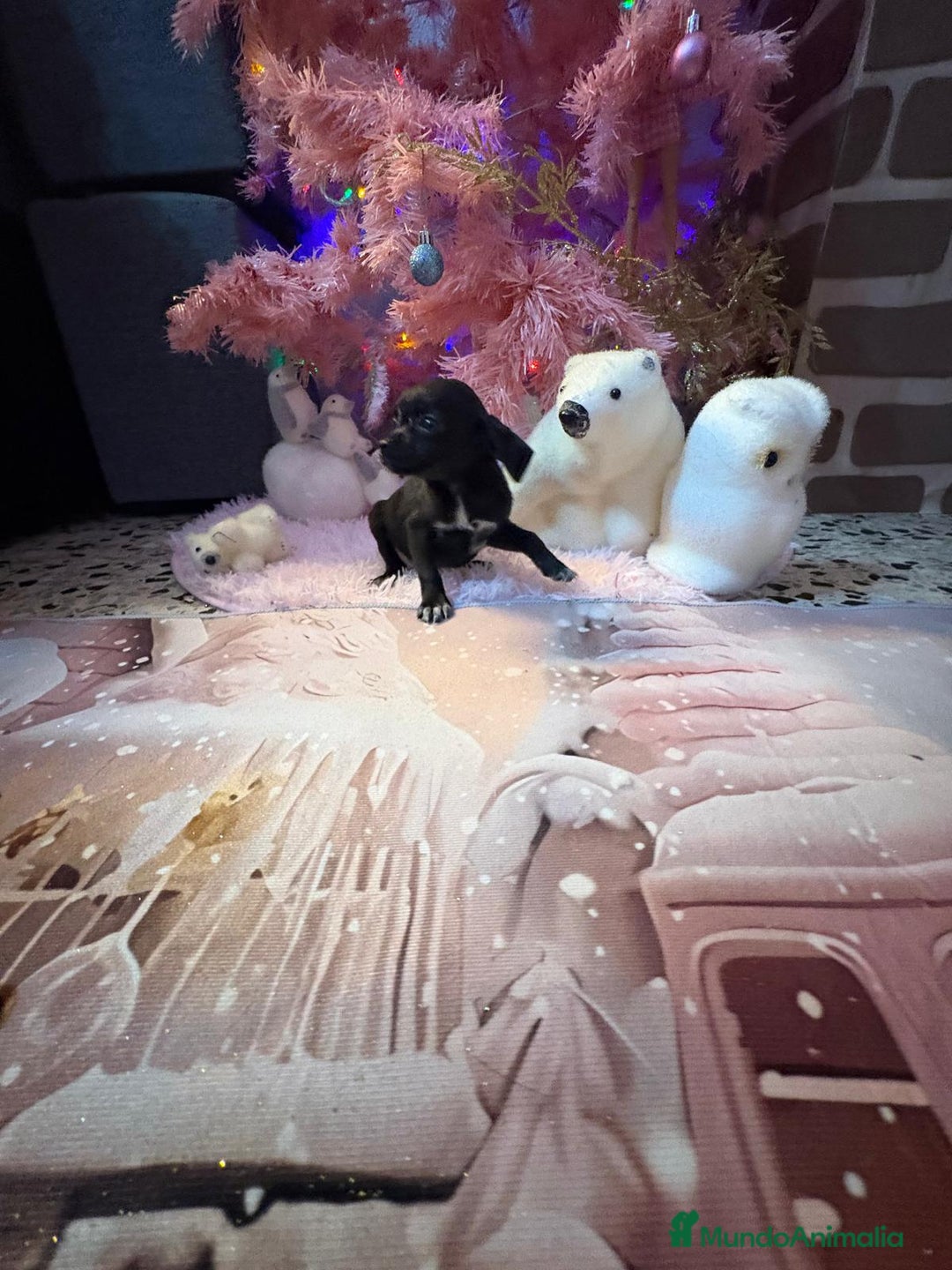 Chihuahua perros en venta: Chihuahua toy negro  - Anuncio 16