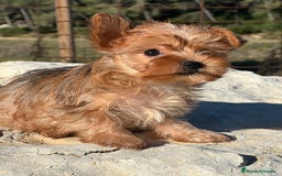Yorkshire Terrier perros en venta: Yorkshire minitoy rubia  - Imagen 5