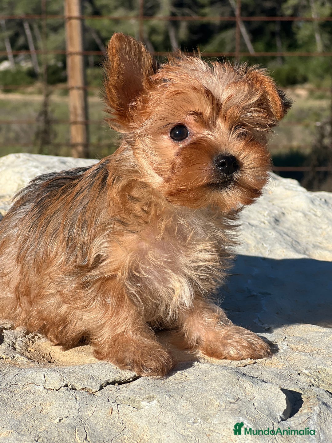 Yorkshire Terrier perros en venta: Yorkshire minitoy rubia  - Imagen 5