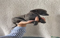 Pequeño Lebrel Italiano perros en venta: Pequeño lebrel Italiano Piccolo  - Imagen 5