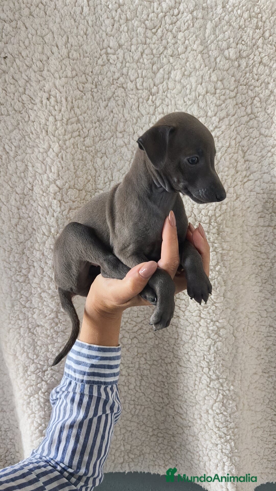 Pequeño Lebrel Italiano perros en venta: Pequeño lebrel Italiano Piccolo  - Imagen 5