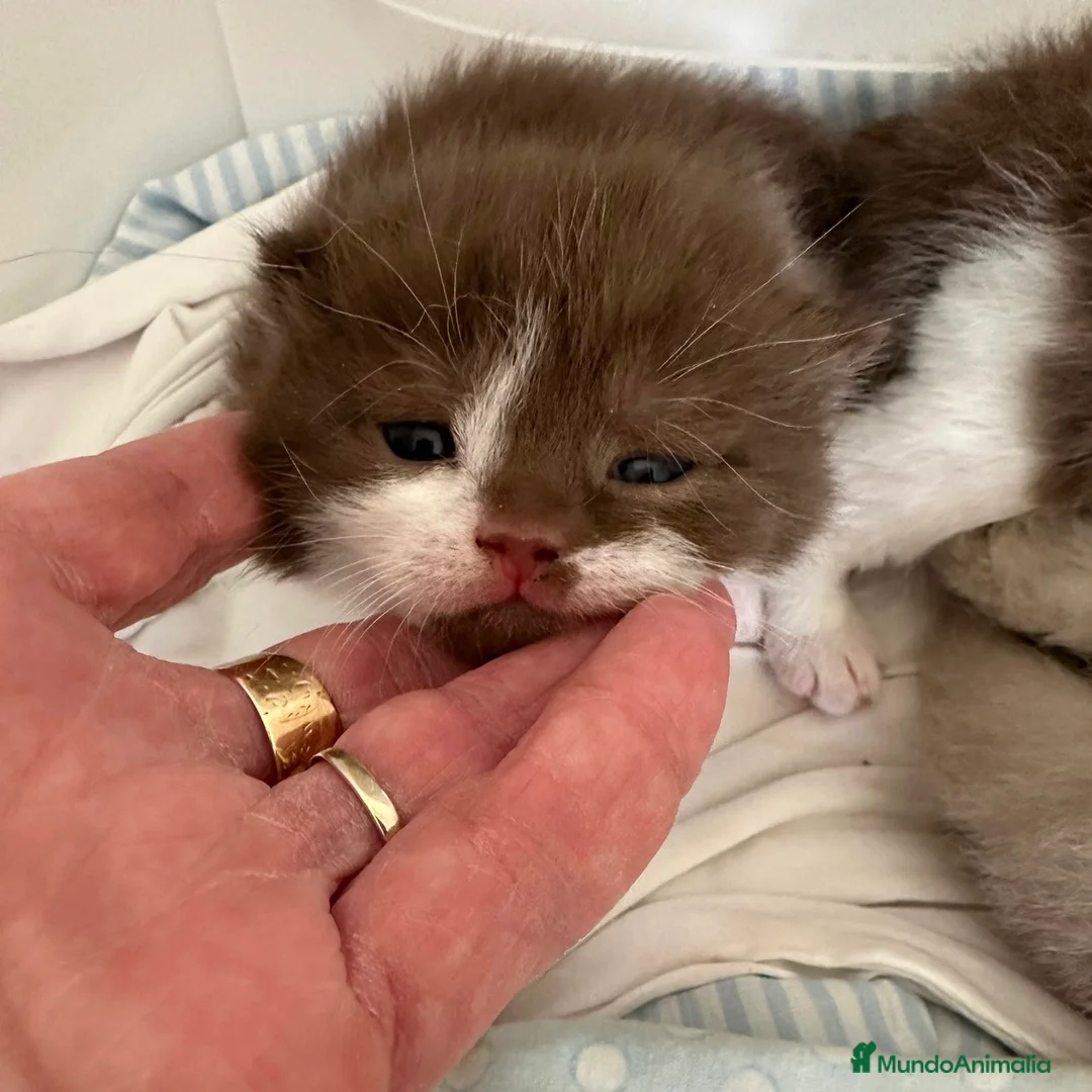 Británico de Pelo Corto gatos en venta: British Bicolor Chocolate  - Anuncio 2