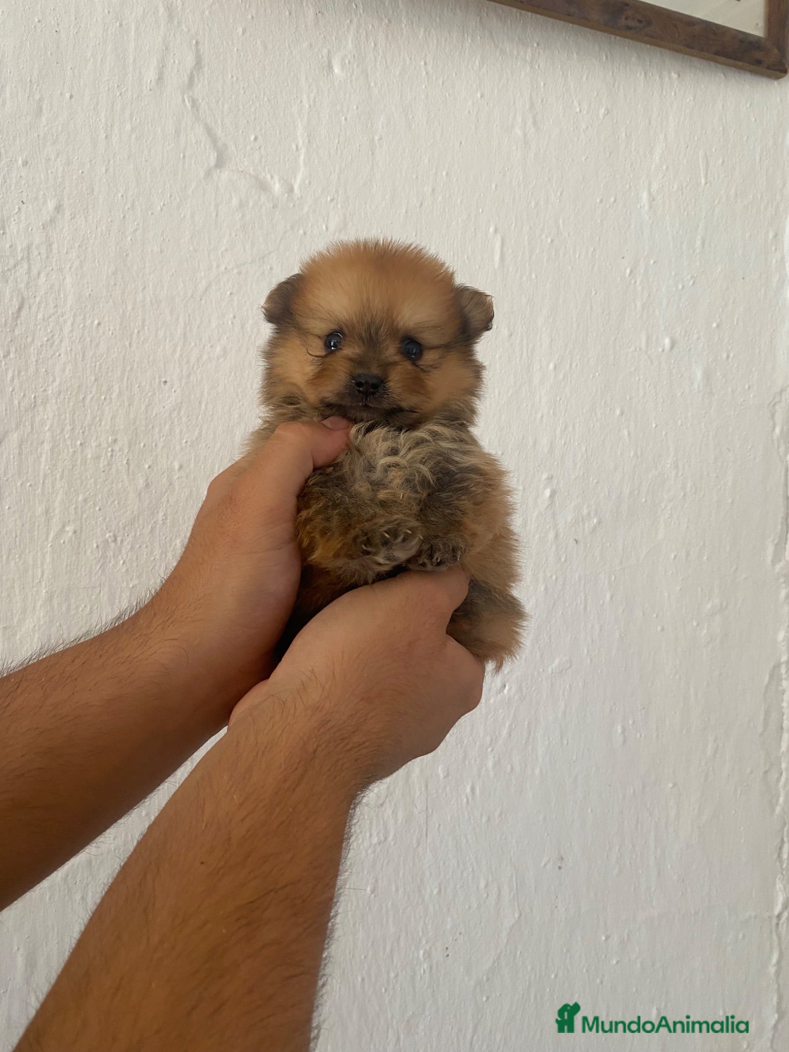 Pomerania perros Cachorra de Lulú de Pomerania  - Anuncio 1
