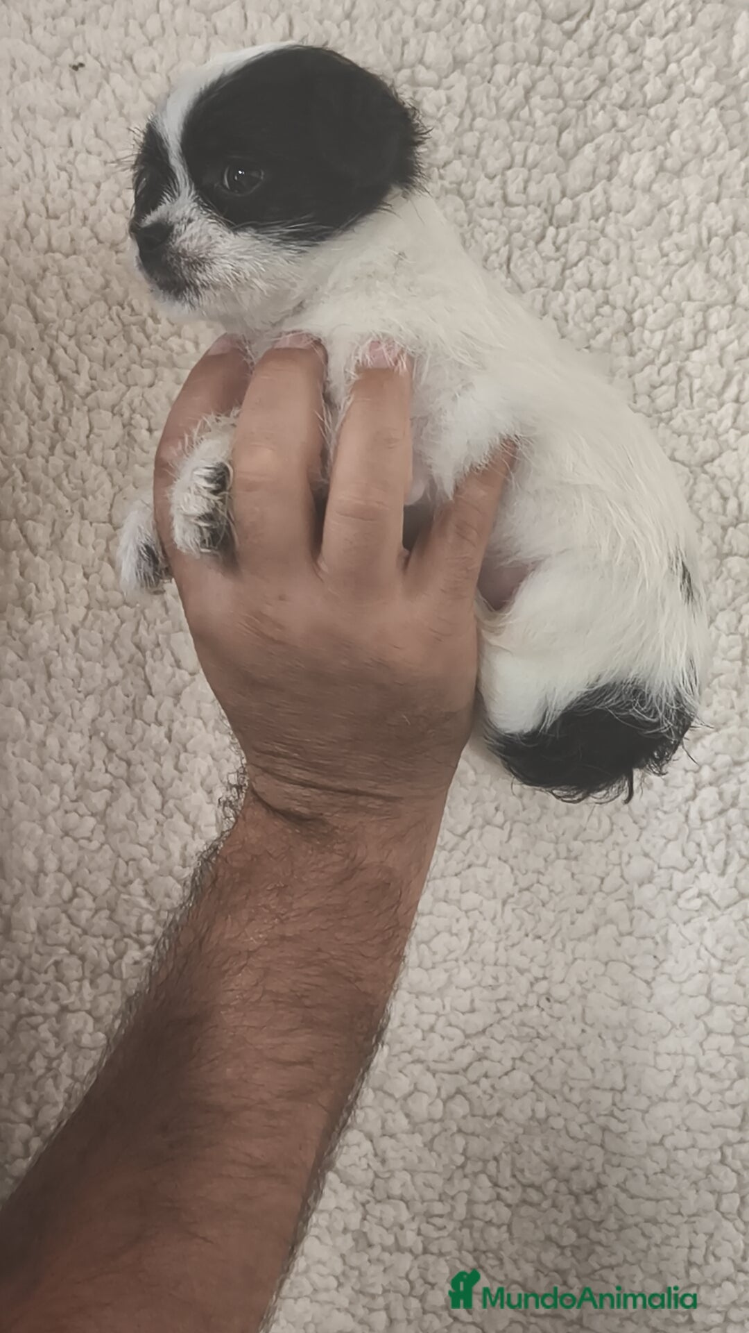 Raza Mixta perros en venta: Maltichi (Bichón maltes y chihuahua)  - Imagen 4