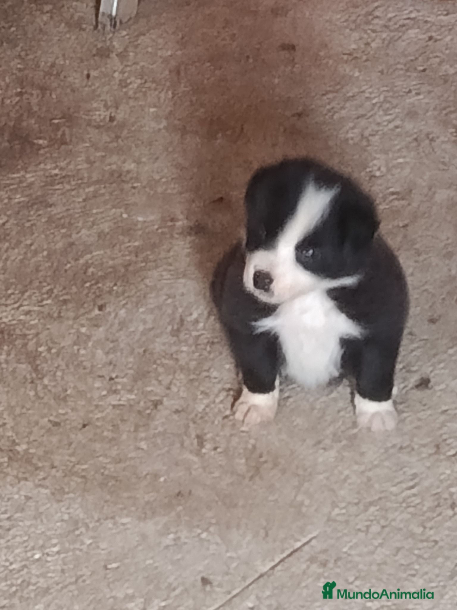Border Collie perros Border colli henbra - Anuncio 3