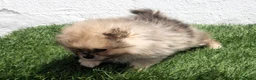 Pomerania perros en venta: Pomerania - Anuncio 25