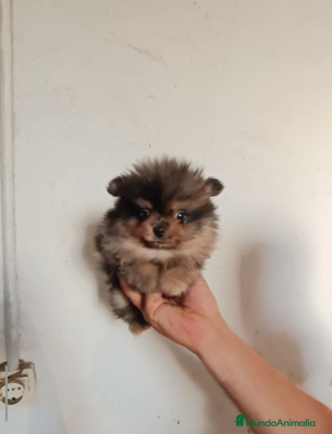 Pomerania perros Cachorro de Pomerania  - Anuncio 2